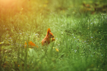 Squirrel munches on a nut in a lush park