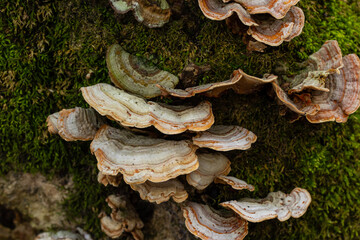 Trametes versicolor, also known as Polyporus versicolor, is a common polypore mushroom found...