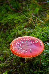 Amanita Muscaria, poisonous mushroom. Photo has been taken in the natural forest background