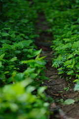 plant, leaf, nature, garden, parsley, leaves, vegetable, food, fresh, herb, agriculture, farm, field, grow, closeup, growth, organic, salad, lettuce, healthy, spice, spring, summer, green, ingredient