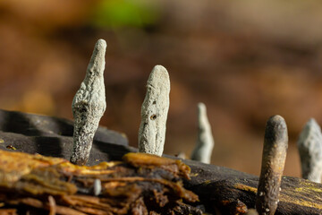 Xylaria hypoxylon is a species of fungus in the family Xylariaceae known by a variety of common names such as the candlestick fungus, the candlesnuff fungus, carbon antlers or the stag's horn fungus