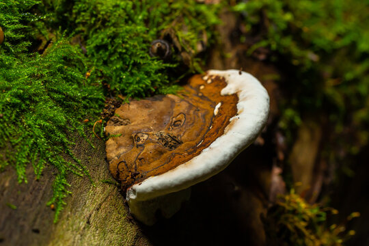 brown bear bread mushroom with white borders and green moss in the forest - Ganoderma applanatum