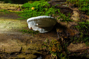 brown bear bread mushroom with white borders and green moss in the forest - Ganoderma applanatum