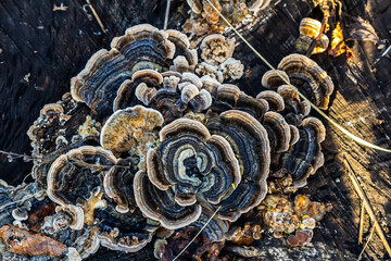 Trametes versicolor, also known as Polyporus versicolor, is a common polypore mushroom found throughout the world and also a well-known traditional medicinal mushroom growing on tree trunks