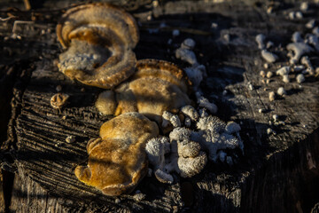 Fomes fomentarius mushroom on the trunk of an old poplar on a summer day