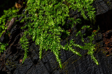 Precious drops of water from the morning dew covering an isolated plant of Ceratodon purpureus that is growing on the rock, purple moss, Burned ground moss on the stone, warm colours closeup