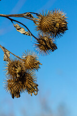 Arctium lappa, Lesser burdock dry seed heads. Arctium minus, autumn in the meadow with dried...