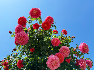 Pretty rose shrub bright pink full full rosette flowers.