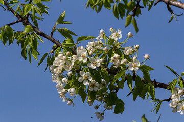 Branch of blooming pear tree . White flowers on a pear tree. Spring background