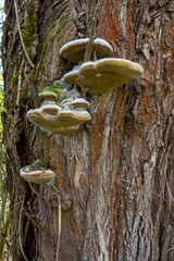 Fomes fomentarius mushroom on the trunk of an old poplar on a summer day