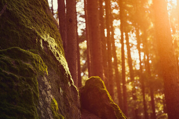 Lush Greenery and Enchanted Rocks in a Tranquil Woodland