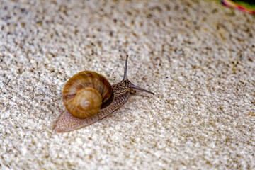 Roman snail helix pomatia crawling over marble slab at garden terrace at Swiss City of Zürich on a rainy spring morning. Photo taken May 30th, 2024, Zurich, Switzerland.