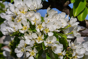 Branch of blooming pear tree . White flowers on a pear tree. Spring background