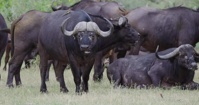 Cape Buffalo looking at camera chewing the cud