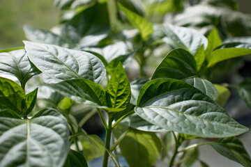 Young green bell pepper seedling sprouts in seedling tray near the window. Bulgarian pepper, paprika seedling growing in small pots. Vegetable plantation in house. Close-up