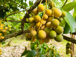 Photo of duku fruit on a tree. Perfect for magazines and newspapers
