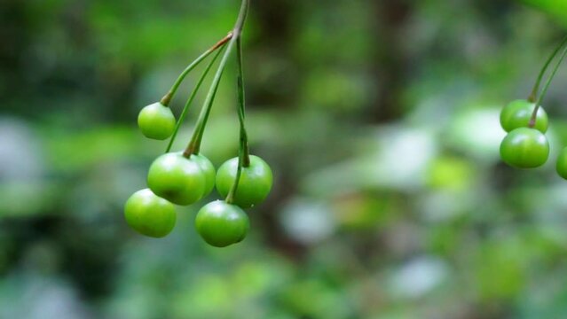 Polygonatum biflorum (smooth Solomon's-seal, great Solomon's-seal, Solomon's seal). Smooth Solomon's-seal has had nearly a dozen uses in herbal medicine