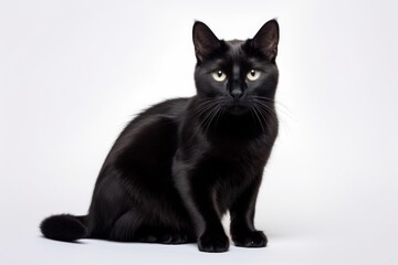 Beautiful black cat sitting looking at the camera, on a white background.