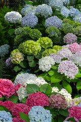 hydrangea flowers