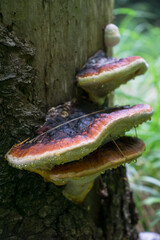 mushrooms growing in the forests of the Beskid Mały Mountains