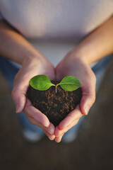 Green plant sprout leaf with heart-shaped soil and seeds growing in hand and beautiful natural...