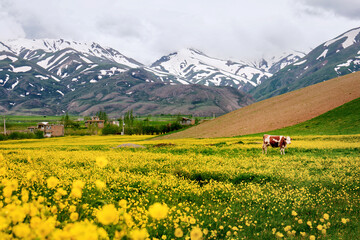 meadow with flowers and mountains