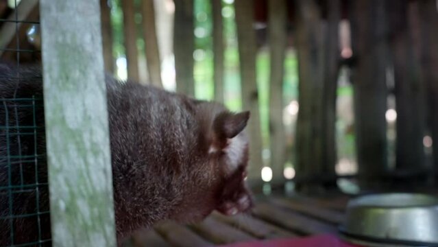 Palm civet cat, important role Indonesian ecosystem, heavy fruit diet