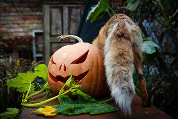 red fox and pumpkin for halloween