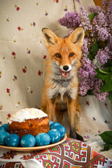 red fox with eggs and lilac