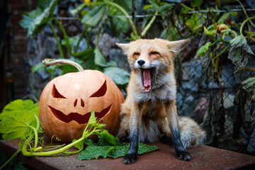 red fox and pumpkin for halloween