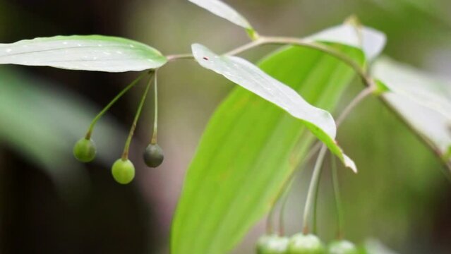 Polygonatum biflorum (smooth Solomon's-seal, great Solomon's-seal, Solomon's seal). Smooth Solomon's-seal has had nearly a dozen uses in herbal medicine