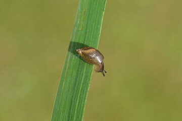 Pfeiffer's amber snail Oxyloma elegans or Oxyloma sarsii. Family ambersnails (Succineidae). On leaf of yellow flag, Iris pseudacorus. Spring, May, Netherlands
