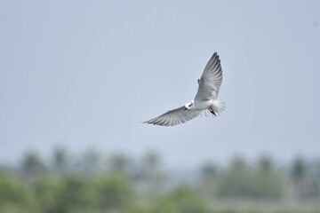 Obraz premium seagull flying in the sky