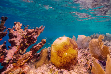 Coral bleaching in the Caribbean Sea