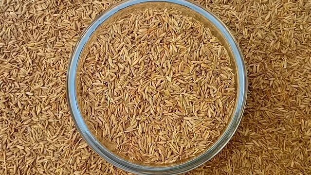 Cumin seeds in a glass bowl spices spilled around it, rotating on white background, center frame, top view, close up, herbs and spices.