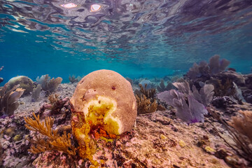 Coral bleaching in the Caribbean Sea
