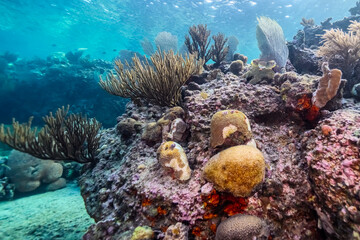 Coral bleaching in the Caribbean Sea