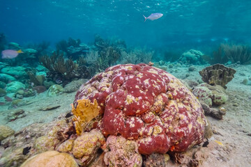 Coral bleaching in the Caribbean Sea