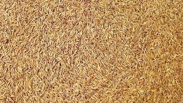 Cumin seeds rotating full frame background, top view looped spinning, close up, herbs and spices.