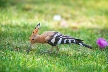 Wiedehopf - Vogel