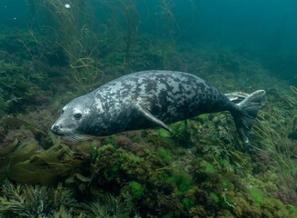 Seal in the sea