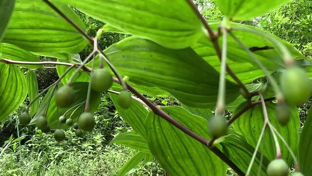 Polygonatum biflorum (smooth Solomon's-seal, great Solomon's-seal, Solomon's seal). Smooth Solomon's-seal has had nearly a dozen uses in herbal medicine