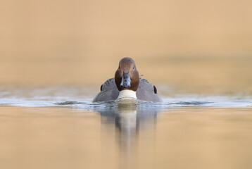 Northern pintail - male bird at a small pond in spring