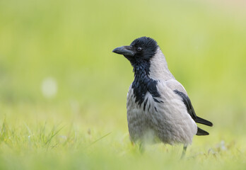 Obraz premium Hooded Crow - at the wet fields looking for food in spring