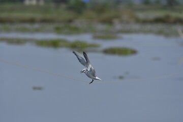 seagull in flight