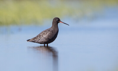 Spotted redshank  - in spring feeding at wetland  on the migration way