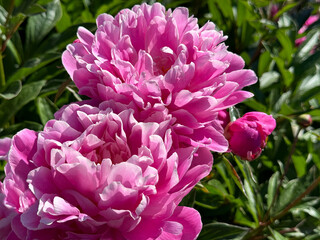 Pink peony flowers in the garden