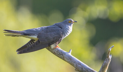 Common cuckoo - in spring at a wet forest