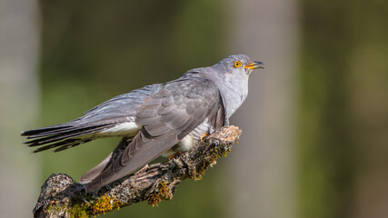 Common cuckoo - in spring at a wet forest