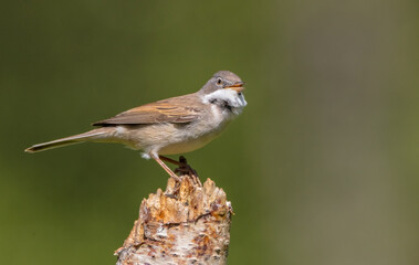Common whitethroat - at a wet forest in spring